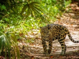 Ягуары вернулись в джунгли Гватемалы из-за COVID-19 (фото, видео)