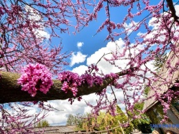"Иудино дерево", тюльпаны и магнолии: в Запорожье зацвел ботсад (фото)
