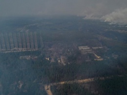 Пожары в Чернобыльской зоне: стало известно, какие растения и животные пострадали