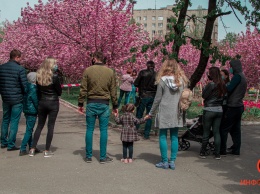 В Днепре на карантине выстраиваются очереди, чтобы сделать фото в сакурах