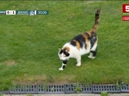 Толстый кот попытался сорвать матч чемпионата Беларуси по футболу (фото, видео)