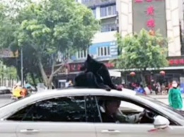 Китаец решил прокатить собаку на крыше автомобиля (ВИДЕО)