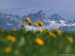 Альпийские одуванчики - желтое море цветов (фото)