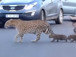 Мамам-леопардам тоже приходится учить детенышей переходить дорогу (ВИДЕО)