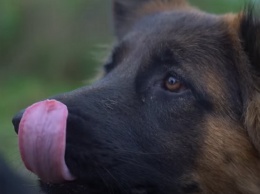 Актриса года: Сеть хохочет над потешным поведением собаки возле обедающего хозяина (видео)