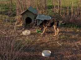 В Мелитополе хозяин выбросил собаку вместе с будкой (фото)