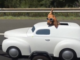 Если места нет в салоне - не беда: Сеть смеется над китайцем, прокатившем собаку на крыше авто (видео)