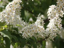 В Никополе цветет ароматная черемуха