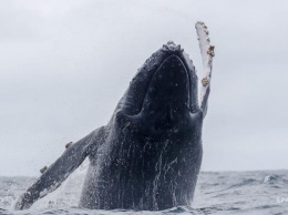 Ученые выяснили, почему киты питаются на поверхности