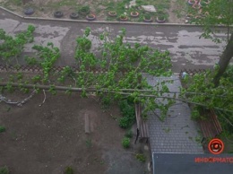 В Днепре огромная ветка рухнула прямо возле подъезда многоэтажки (ФОТО)