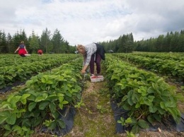 Финнам придется самим наниматься на сезонные сельхозработы - в этом году украинцы больше не прилетят