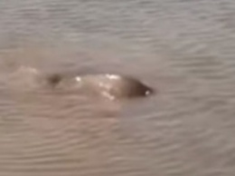 В сети показали нерестовый бум в реке возле Кирилловки (видео)