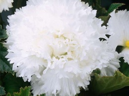 Бегония Фимбриата – необычная красавица с бахромчатыми цветками