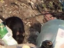 В Кривом Роге во дворе многоэтажки в центре города жильцов донимают крысы