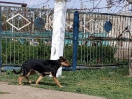 В селе под Мелитополем хотят убить собаку, выброшенную хозяином (фото, видео)