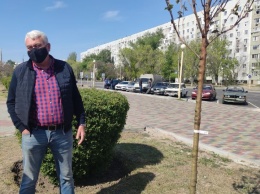В Запорожской области высадили две сотни цветущих сакур - фото