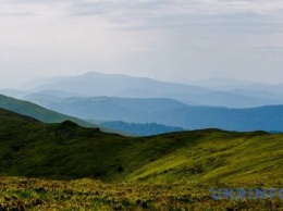 В горных районах Карпат уже высажено более 3,5 млн деревьев - Гослесагентство