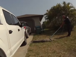 Полицейский вытащил аллигатора из под машины (видео)