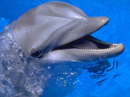 На Николаевщине пытаются вернуть в море дельфина, поднявшегося на 130 км по Южному Бугу (ВИДЕО)
