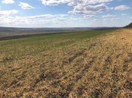 Засуха: в Одесской области выпадает вдвое меньше осадков, чем положено