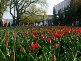 В Харькове началась масштабная высадка цветов
