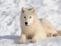 Целых семь: в бердянском зоопарке родились полярные волчата (ВИДЕО)