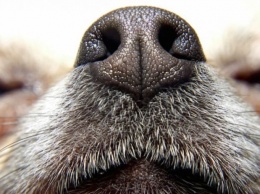 Пять запахов, которые не переносят собаки