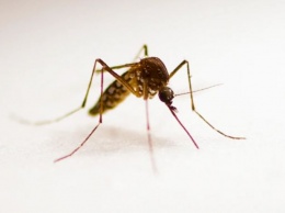 Вот почему одних людей комары "любят" больше других