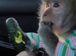Сеть хохочет над обезьянкой, за милую душу уплетающей огурец в машине. Видео