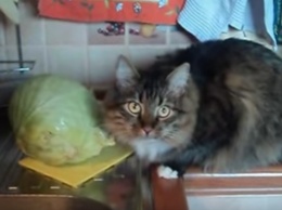 Не надо мяса - капусту подавай: Сеть рассмешил кот, с жадностью поедающий овощи (видео)