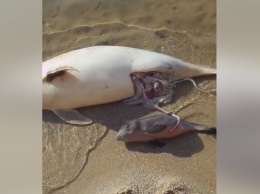В Бердянске браконьеры вспороли живот беременной самке дельфина (ФОТО,ВИДЕО)