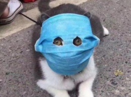 Соцсети насмешила забавная фотожаба о защитных масках