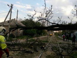 В Днепре дерево заблокировало движение трамвая №15: вызывали спасателей