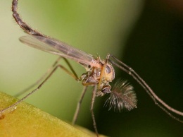 В Никополе и пригороде летают тучи комаров-звонцов