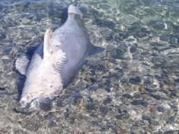 Стало известно, почему гибнут дельфины возле Кирилловки (фото)