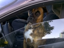 Сеть смеется над смышленым псом, решившим прокатиться за рулем внедорожника. Фото