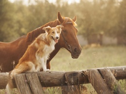 Как собаки и лошади находят общий язык в игре
