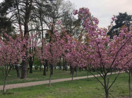 Киевлянам показали цветущие сакуры в парке, фото