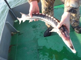 На Азовском море за месяц задержали 33 браконьера, - ВИДЕО