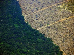 Остановка вырубки лесов может предотвратить будущие пандемии - Scientific American