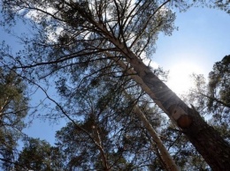 Под Харьковом на "черного лесоруба" рухнуло дерево, которое он пытался спилить