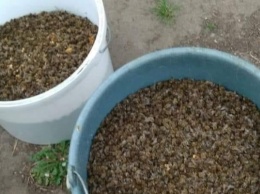 Два ведра мертвых пчел: пчеловоды Херсонщины бьют тревогу - фото