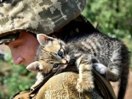 Коты на передовой: бойцы ВСУ показали своих пушистых помощников, фото
