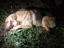 В Мелитополе спасают сбитого машиной породистого пса (фото)