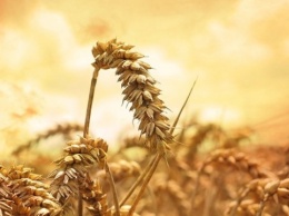 Пшеница может стать второй нефтью на ближайшие годы - эксперт FAO