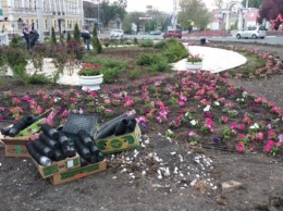 На транспортных кольцах Симферополя высадят десятки тысяч цветов