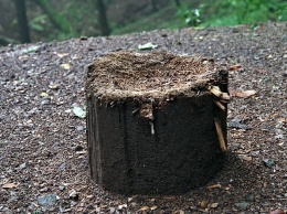 В Котебеле застройщик попался на вырубке многолетних деревьев и кустарников на 5 млн руб