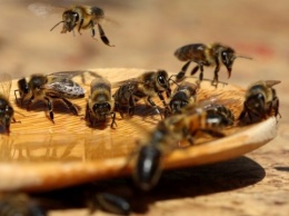 На Черниговщине предлагают изменить законодательство в интересах сохранения пчел