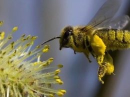 Коммуникация между пчеловодами и аграриями поможет избежать гибели пчел - Минэкономики