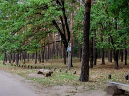 Черниговский ландшафтный парк "Яливщина" омолодился на почти 900 деревьев